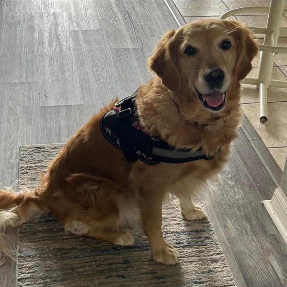 BoLux Tactical Dog Harness – NWT – Choose XL Red or L Gray No Pull – Heavy Duty